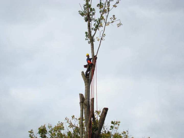 Taille d'arbres près d'Orléans