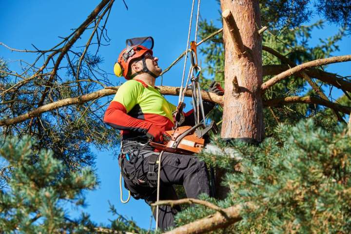Intervention sur vos arbres